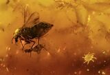 Detailed Fossil Flies, Ant & Spider In Baltic Amber #105523-4